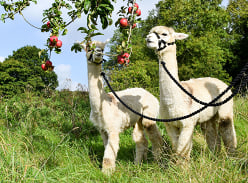 Win a Private Orchard Alpaca Trek for up to 6 People with Cream Tea