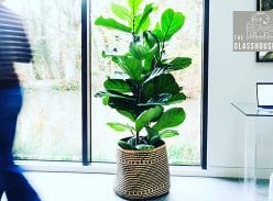 Win a Statement House Plant and Handmade Basket