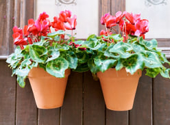 Win a £200 Gardening Express Voucher to spend Online
