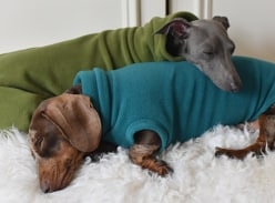 Win £200 to Spend On Your Pet at Hilary's Hounds