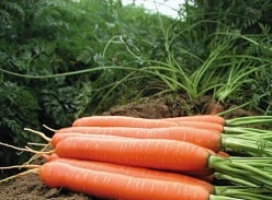 Win a £200 Voucher to spend with Plant World seeds