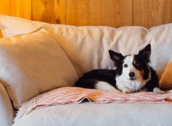 Win a £300 Paws & Stay Voucher for The Ultimate Dog-Friendly Staycation