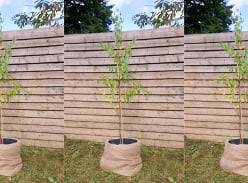 Win a Baby Tree from Pixton Woodlands