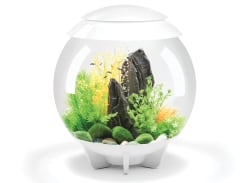 Win a biOrb HALO 30 MCR Aquarium