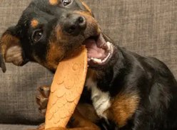 Win a Bundle of Premium Dog Treats and Toys