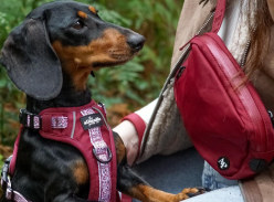 Win a Doggie Bundle