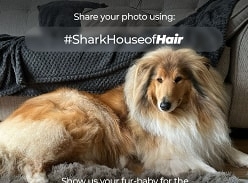 Win an exclusive Shark pet product