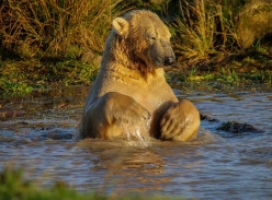 Win an Overnight Stay at Yorkshire Wildlife Park for 4