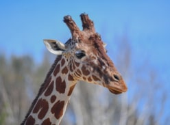Win a Family Ticket to Colchester Zoological Society