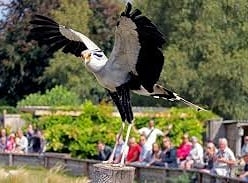 Win 1 of 2 Family Tickets to the Hawk Conservancy Trust