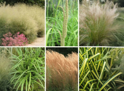 Win an Ornamental Grass Collection