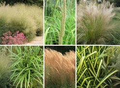 Win an Ornamental Grass Collection