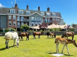 Win a Spa Break in the New Forest