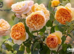 Win Three Potted English Roses